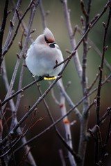 Waxwing on a branch