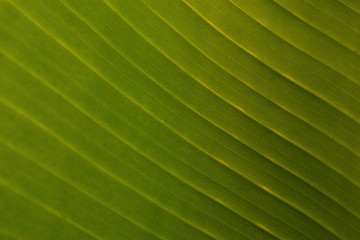 The striped closeup of green banana leaf textured background. Natural green background. Wallpaper from Nature in green color.