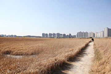 Fototapeta na wymiar 한국 인천시 남동구 소래습지생태공원 입니다