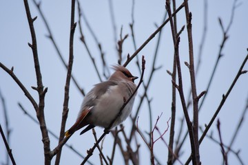Waxwings on the Isle of Harris