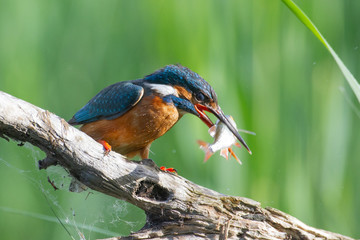 kingfisher on a branch