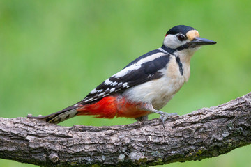 great spotted woodpecker