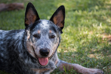 Naklejka na ściany i meble Young Australian Cattle Dog (Blue Heeler) closeup portrait of face looking at the camera, mouth open and tongue sticking out