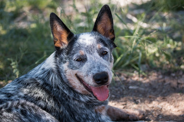 Naklejka na ściany i meble Austrailian Cattle Dog (Blue Heeler) puppy outdoors resting looking at the camera, mouth open and tongue sticking out