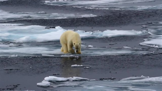 Polar bear wandering on frozen Ocean, Svalbard
Polar bear Walking on waving  Melting broken sea ice in arctic sea
