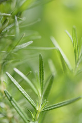 Fresh Rosmary bunch over yellow blurred background