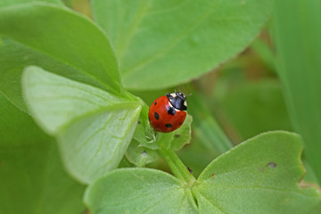 Une coccinelle sur des feuilles de féveroles.