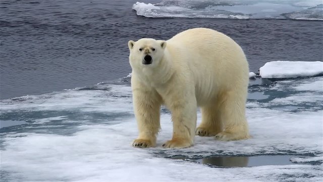 Polar Bear Looking at the Camera in sea ice
Polar bear Walking on waving  Melting broken sea ice in arctic sea

