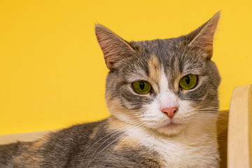 cat looks surprised lying on a wooden shelf