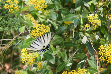 striped butterfly podalirius on yellow flowers 