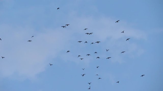 Slow speed motion camera pan scene on swarm of swifts flying scattered on dull blue sky with grey cloud in evening, chaotic pattern of bird flock, immigration animal in nature environment