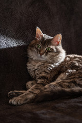 Fototapeta na wymiar Close-up portrait of cat