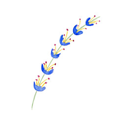 Branch of bell-flower on white background