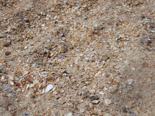 sand and seashells of the sea coast
