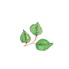 green leaves isolated on white background