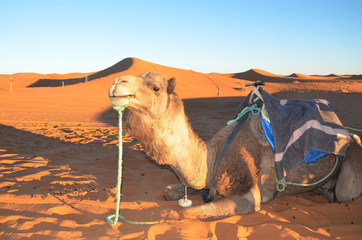 Merzouga is a small Moroccan town in the Sahara Desert. Camel is one of the major transport in the desert. The owner will use it to carry goods or tourist.