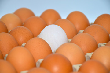 the only one of duck egg among chicken eggs, different from others. Concept for no corperate with team