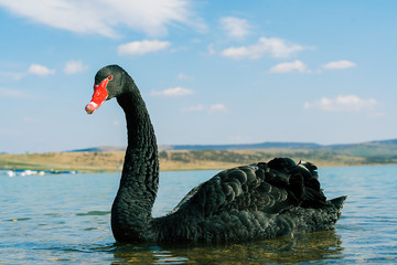 A black swan is sleeping in a dutch lake