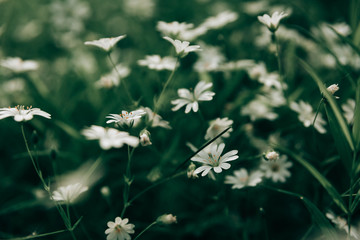 Texture of little white spring flowers of asterisk on a green grass background.