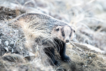 Badger in the field in early spring. Russia. © Ruslan Zagidullin