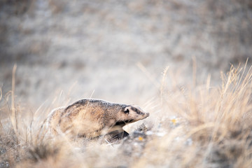 Badger in the field in early spring. Russia. © Ruslan Zagidullin