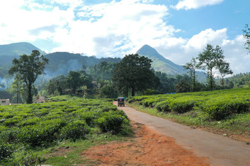 Fototapeta na wymiar Tuk tuk on the road through the green tea plantation. Green tea leaves near the mountains. Green tree on tea plantation.