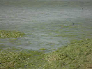 seaweed on the beach