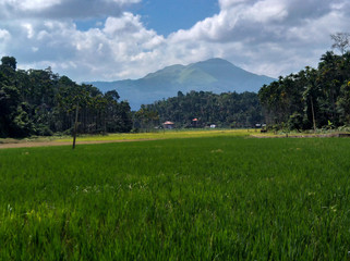 Green rice field in front of mountains. Blue sky and white clouds. Forest with green trees.