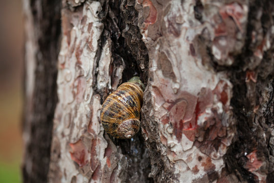 snail on tree trunk in forest
