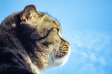 Portrait of a cat who looks out the window and sees the blue sky. Home cat close-up.