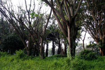 Landscape Tropical rainforest of the city.
