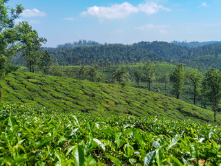 Fototapeta na wymiar Green tea plantation. Green tea leaves in front of the mountains. Blue sky.
