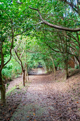 Snug promenade in the woods