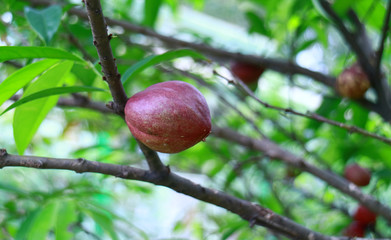Mahkota dewa fruit or Phaleria macrocarpa on tree. Called God's crown.