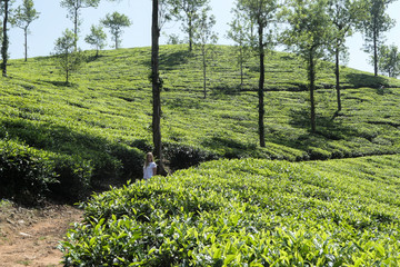 Fototapeta na wymiar Girl on big green tea plantation. Green tea leaves near the mountains. Green tree on tea plantation.