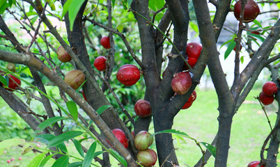 Mahkota dewa fruit or Phaleria macrocarpa on tree. Called God's crown.
