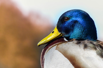 Ente betrachtet Schwan