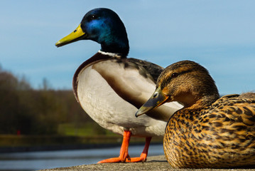 Entenpaar entspannt am Ufer (2)