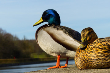 Entenpaar enspannt am Ufer