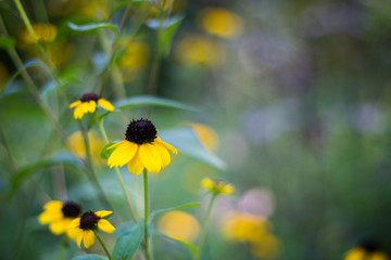 Fiori © Donatella