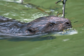 Close-up of eating beaver (Castor fiber, female)