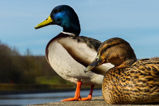 Entenpaar entspannt am Ufer (2)