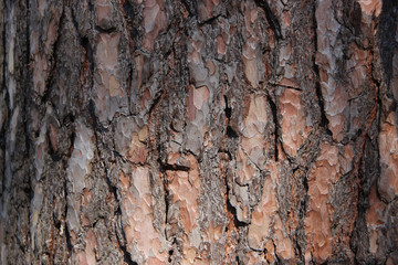 Tree Bark Textured Background.