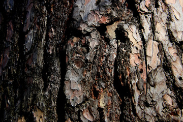Tree Bark Textured Background.