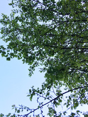 tops of apricot trees on a background of blue sky. green apricot trees in the garden