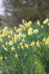 Daffodil Narzisse Feld