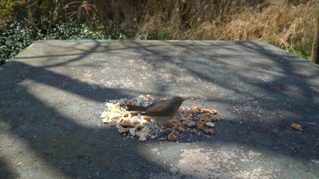 European Robin (Erithacus rubecula) eats food on the table - (4K)	
