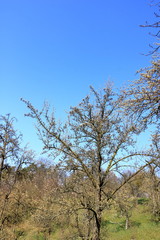 Scattered flowering wild pear trees on meadow, Burgstädtl, Kreischa, Dresden, Germany, Europe