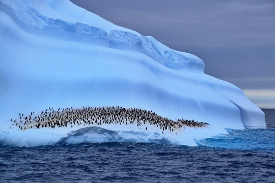 Gentoo Penguin resting on a Iceberg  , Antarctica 
