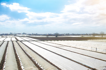 Farm agricultural fields covered with white spunbond agrofibre plastic fiber. Adaptation to unstable climate and increasing earlier yields. Increased plant survival crop. Greenhouses plantations.